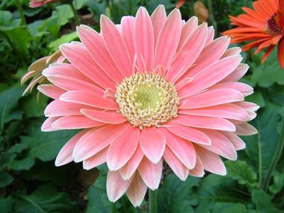 Gerbera jamesonii - ژربرا